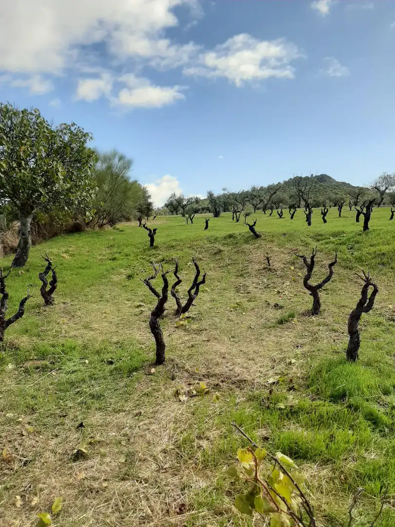 Finca rústica en venta en Jerte