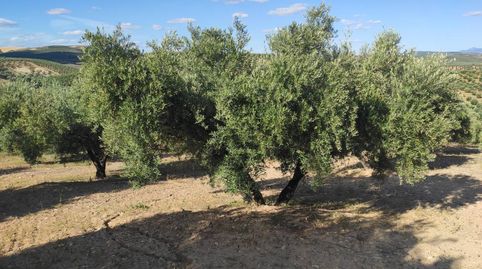 10 FANEGAS DE OLIVAR MARTEÑO, immagine 2