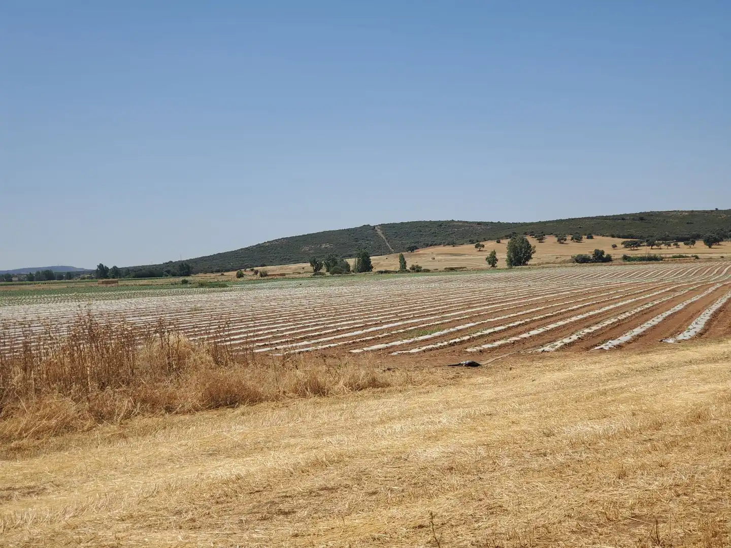 Finca rústica en venta en Nuevo Hospital