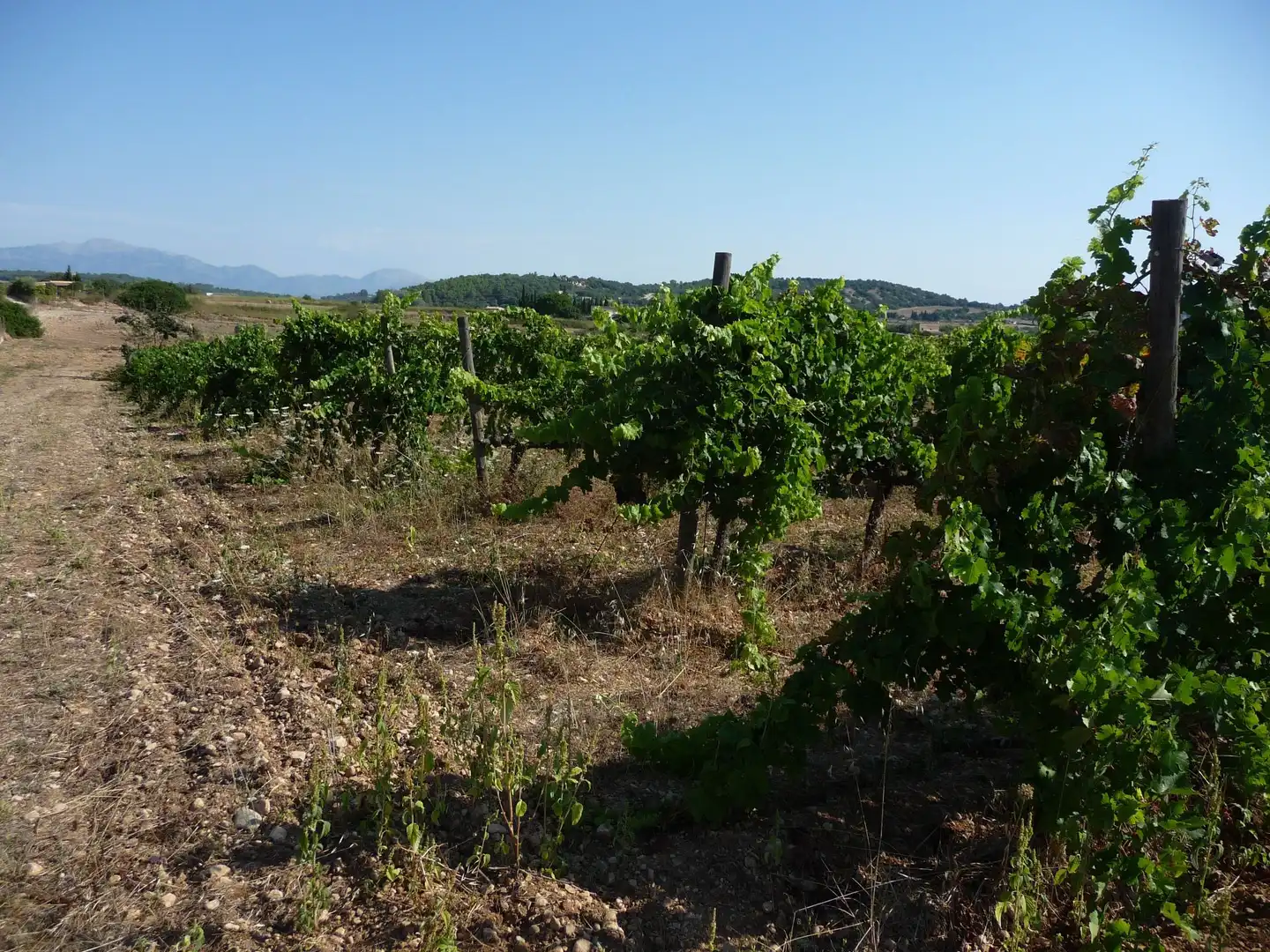 Terreni e lotti in vendita a Algaida, imagen 11