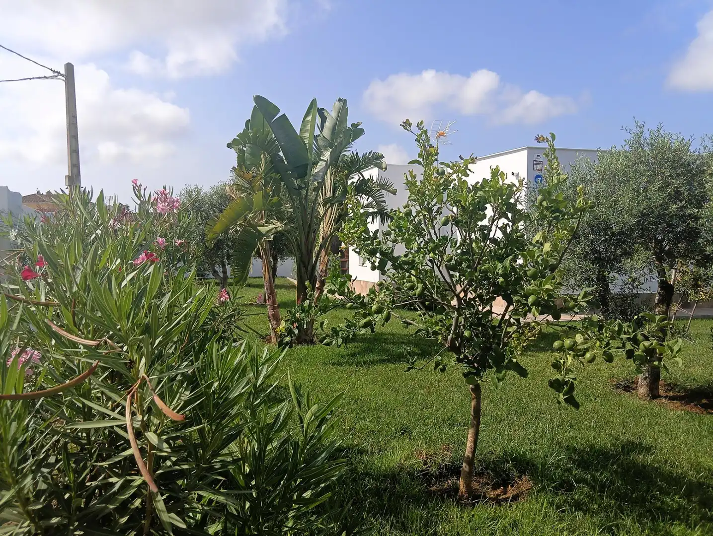 Jardí de Casa o xalet en venda en Conil de la Frontera
