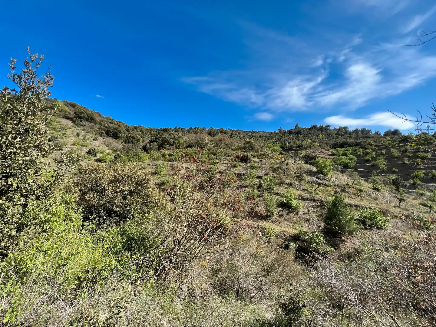Rural land for sale in Cornudella de Montsant, imagen 18