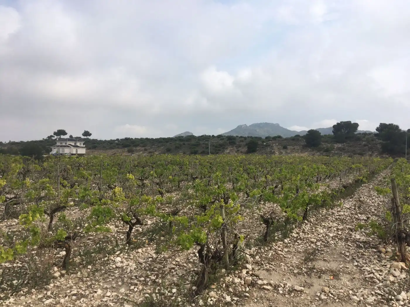 Residential land for sale in Novelda, imagen 5