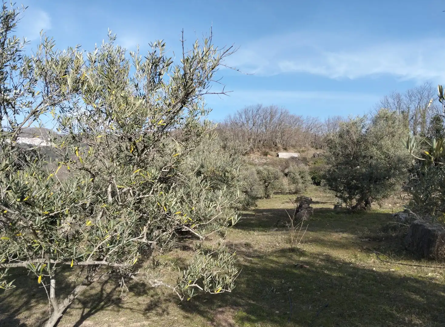 Terreno en venta en Barrado