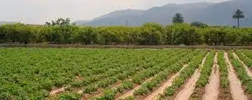 Terreno rustico in vendita a Pedanías Centro, imagen 3