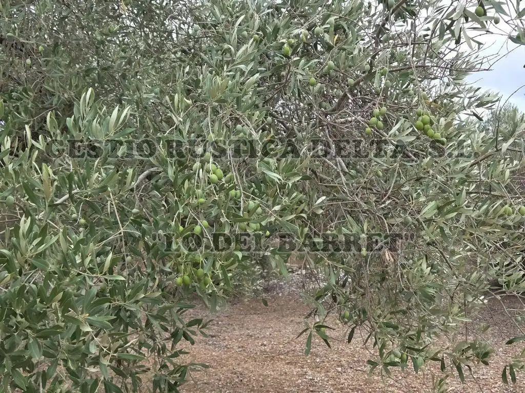 Terreno rústico en venta en Poligono 8, imagen 14