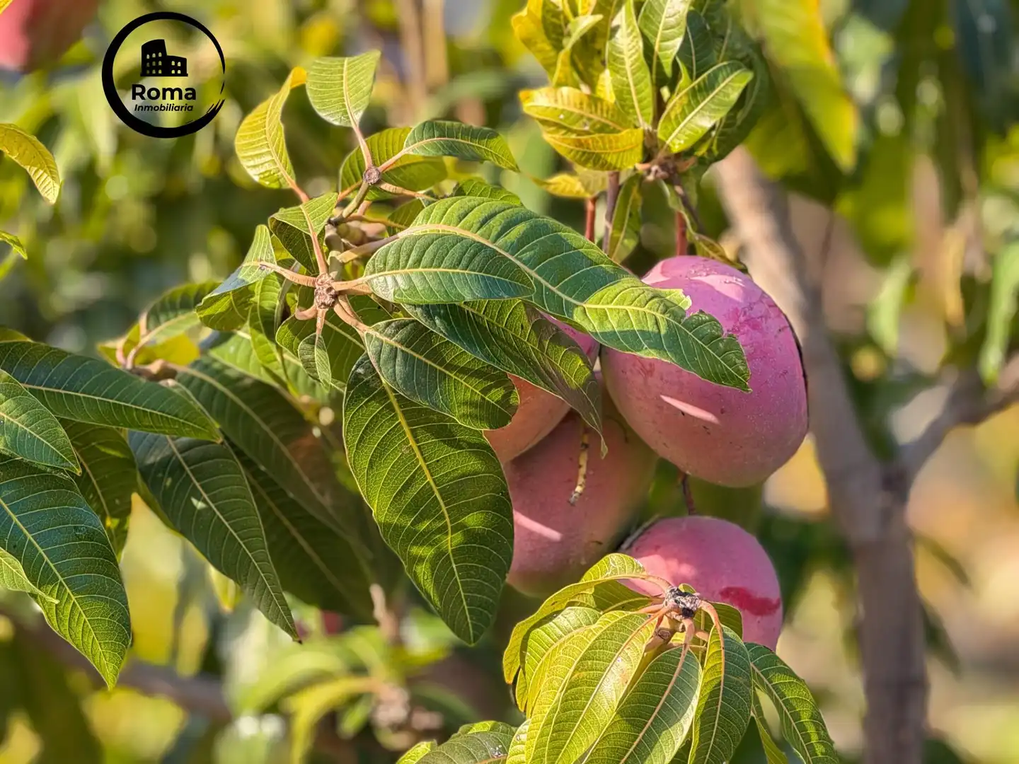 Jardí de Finca rústica en venda en Los Guájares amb Terrassa i Traster