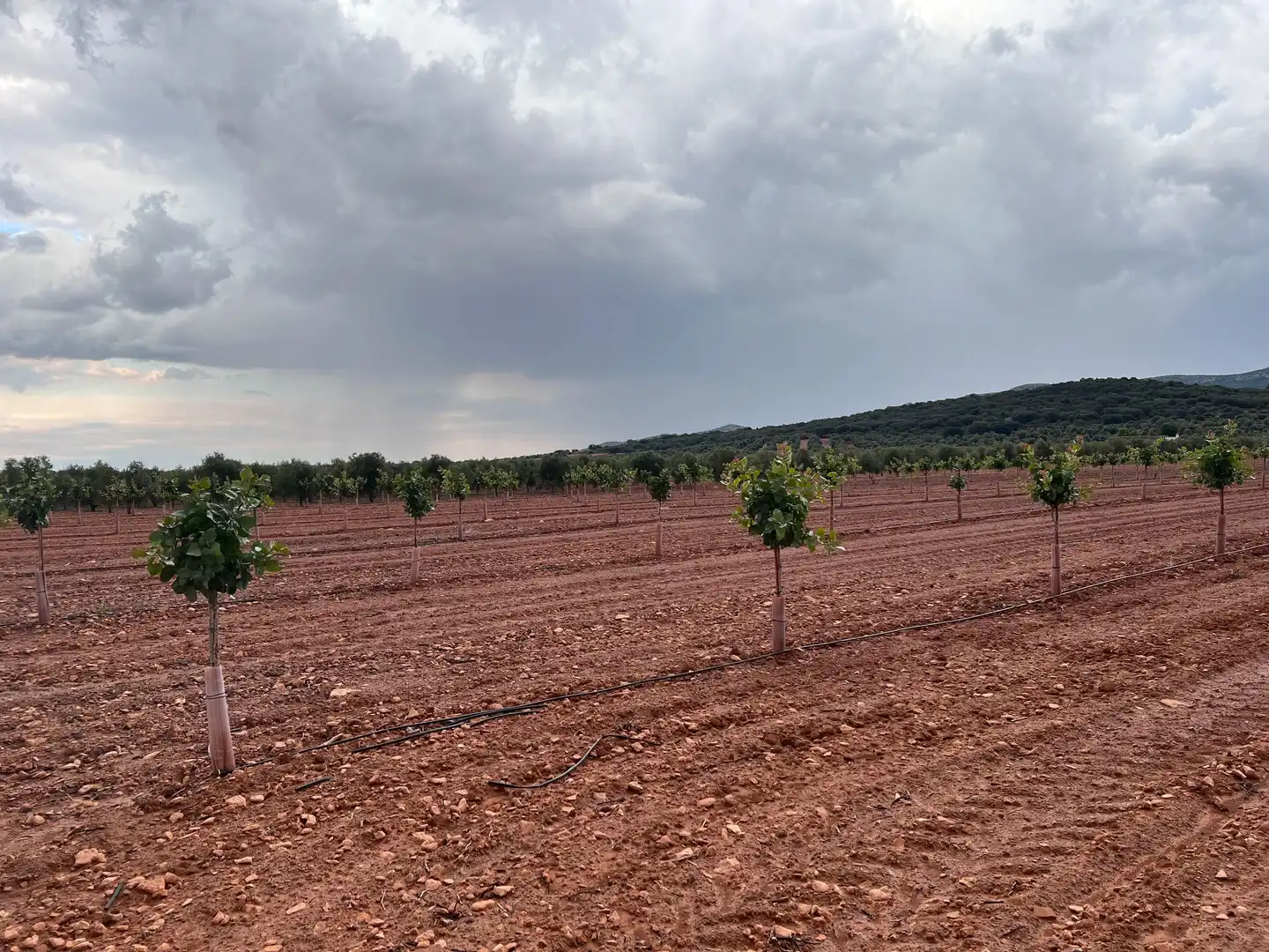 Terreno rustico in vendita a Herencia, imagen 3