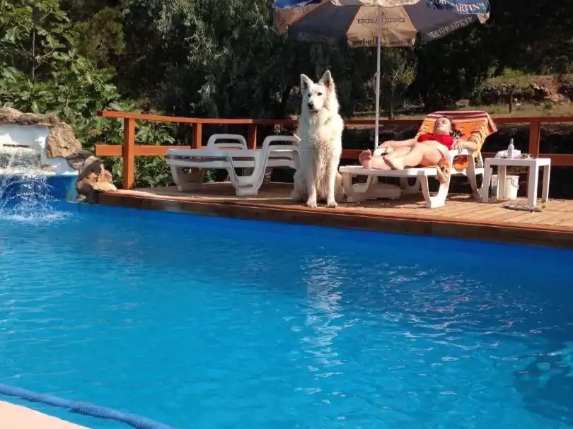 Swimming pool of Houses for sale in Pratdip, Tarragona