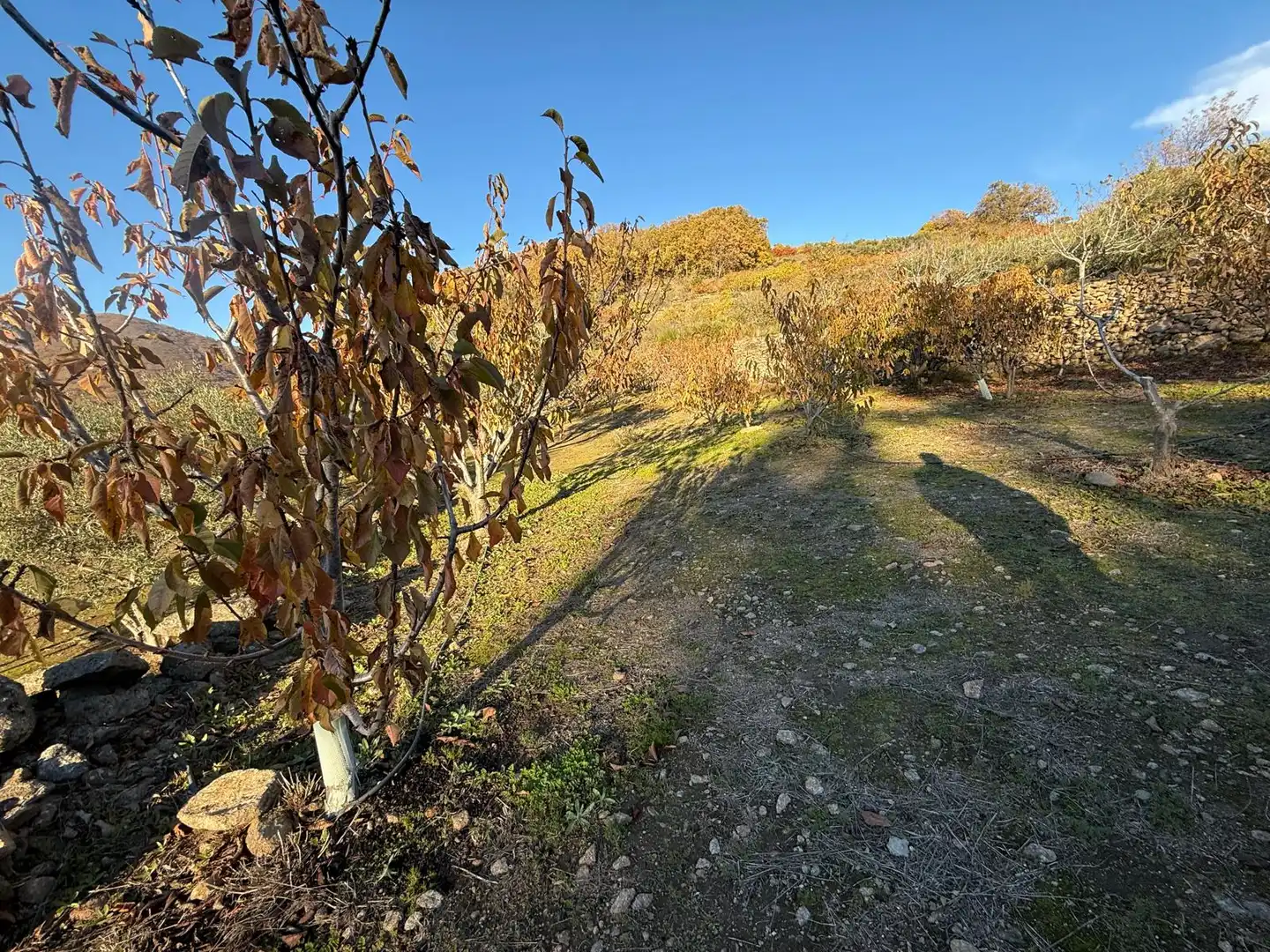 Land for sale in Arroyomolinos de la Vera