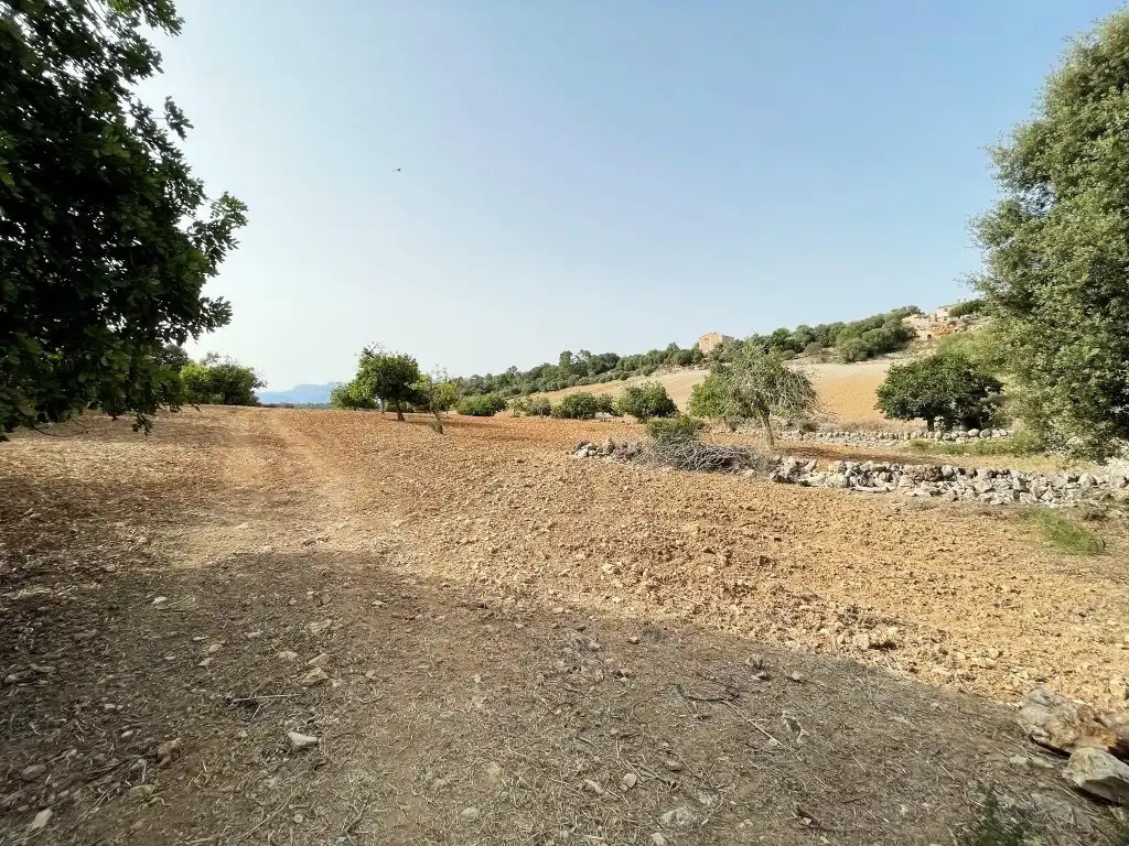 Rural land for sale in Sineu