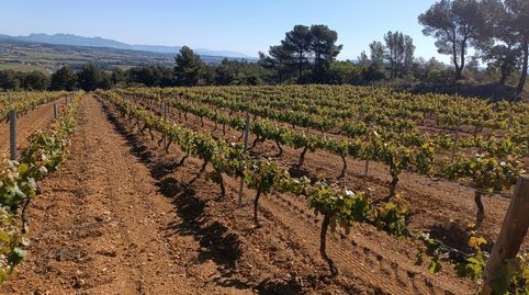 SANT MARTI SARROCA.- FINCA DE 4,1 HECTAREAS CON VIÑA Y OLIVOS., imatge 2