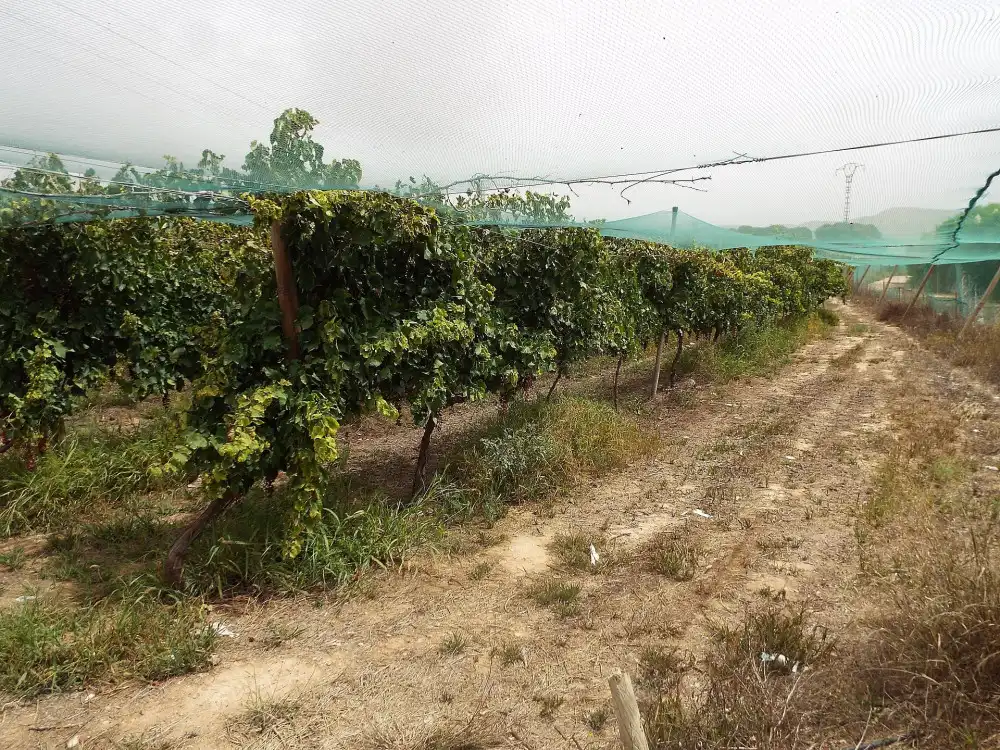Terreno residencial en venta en Monforte del Cid, imagen 17