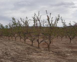 Garden of Country house for sale in Jumilla