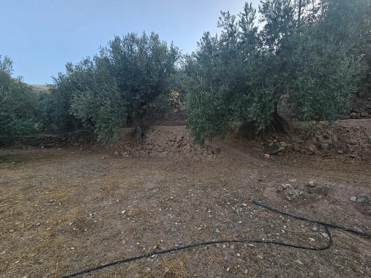 Finca rústica en venda en Fondón