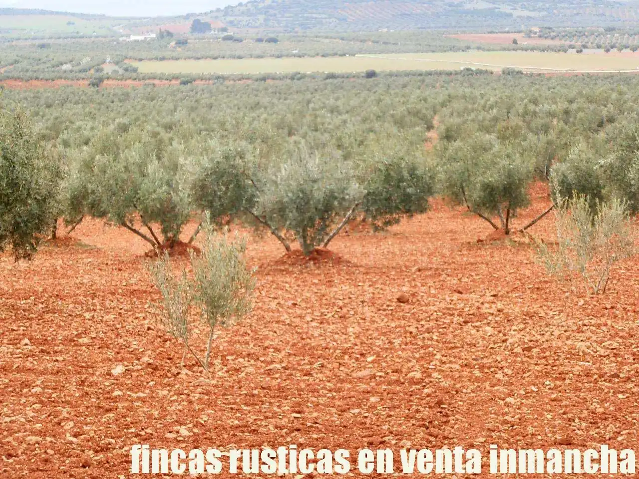 Rural land for sale in Valdepeñas, imagen 10
