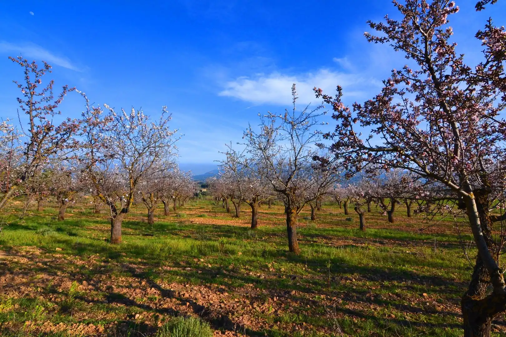 Rural land for sale in Gandesa, imagen 45