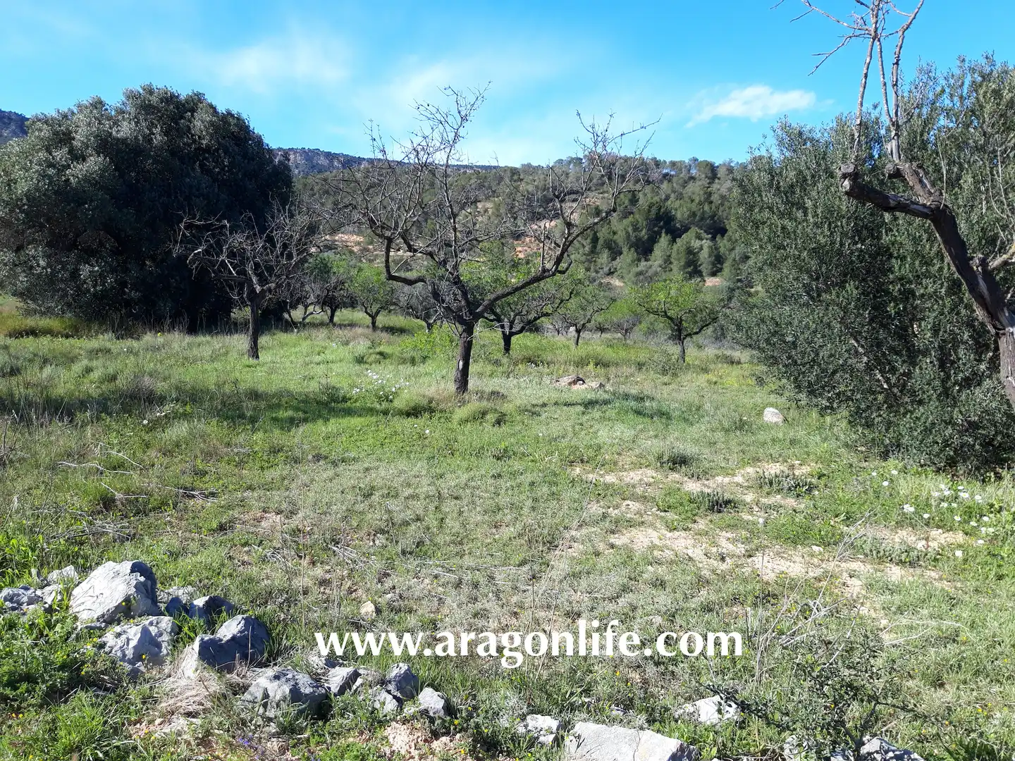 Country homes for sale in El Pinell de Brai