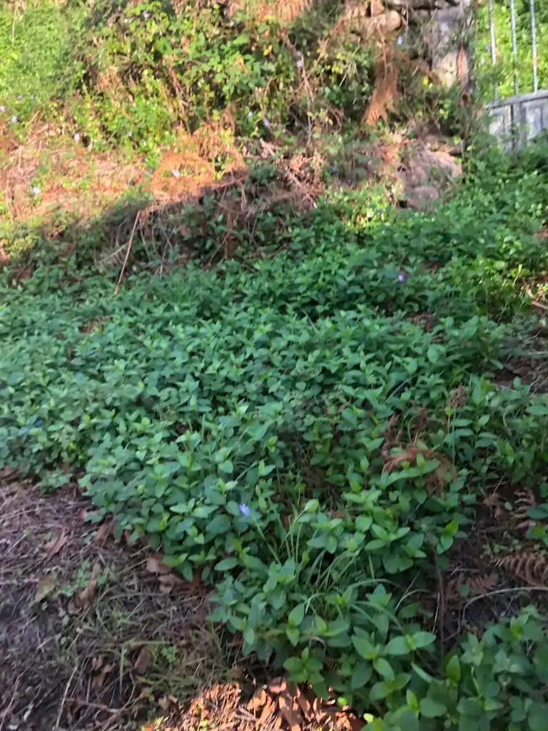 Jardí de Casa o xalet en venda en Ferrol