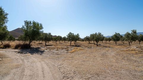 Finca de 18 Hectáreas en Tabernas, immagine 5