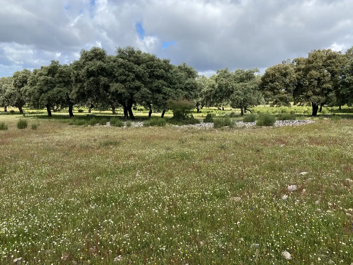 Terreno en venta en Deleitosa