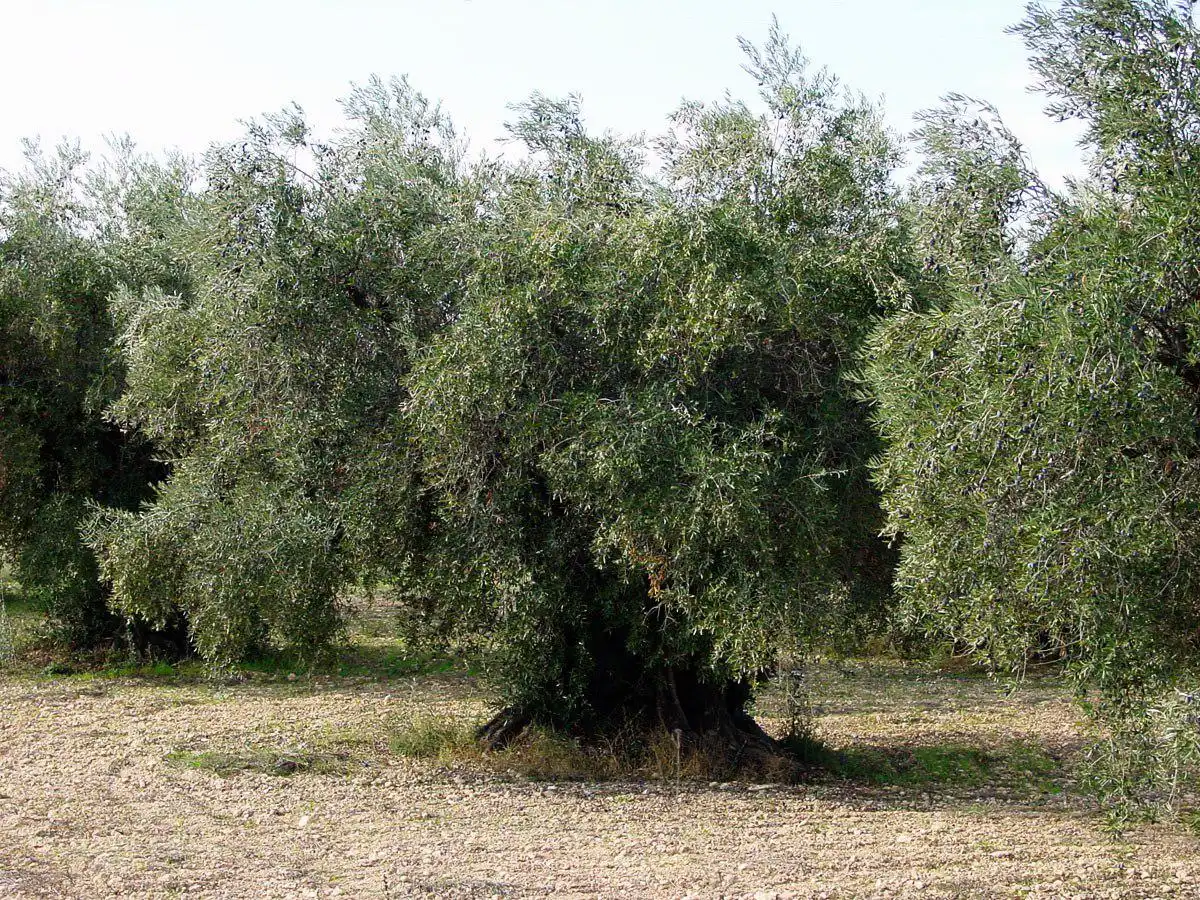 Terreni e lotti in vendita a Jódar, imagen 5