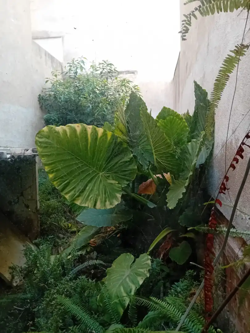 Casa con terraza en venta en Calella, imagen 4