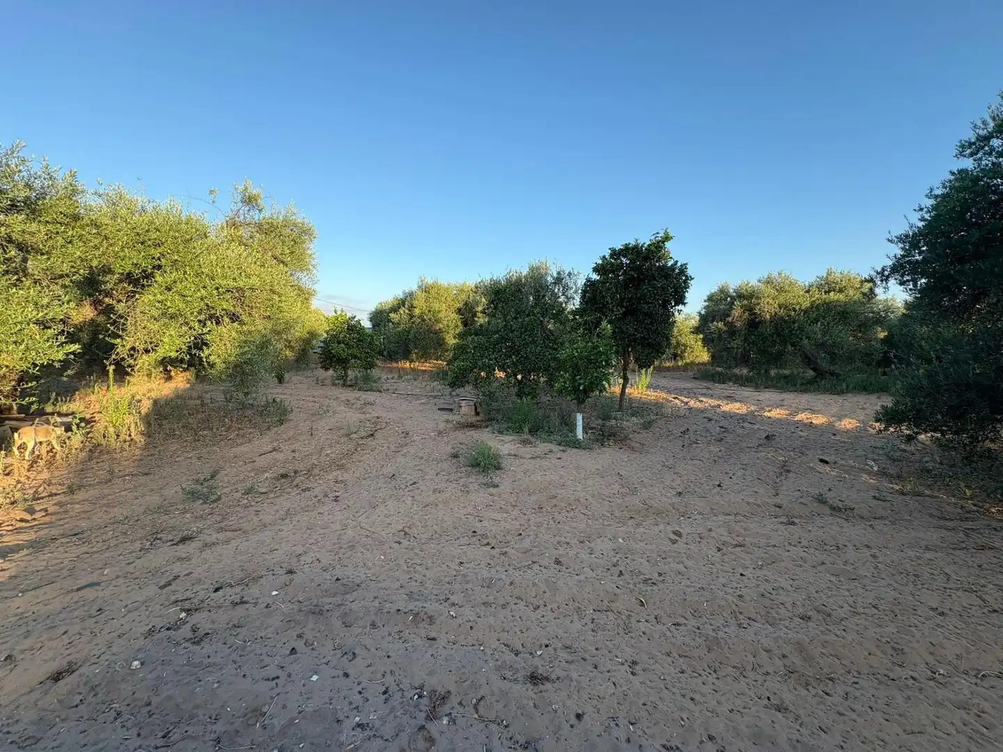 Rural land for sale in Polígono 42 Paraje 376 MATA ALCOZARINA, imagen 4