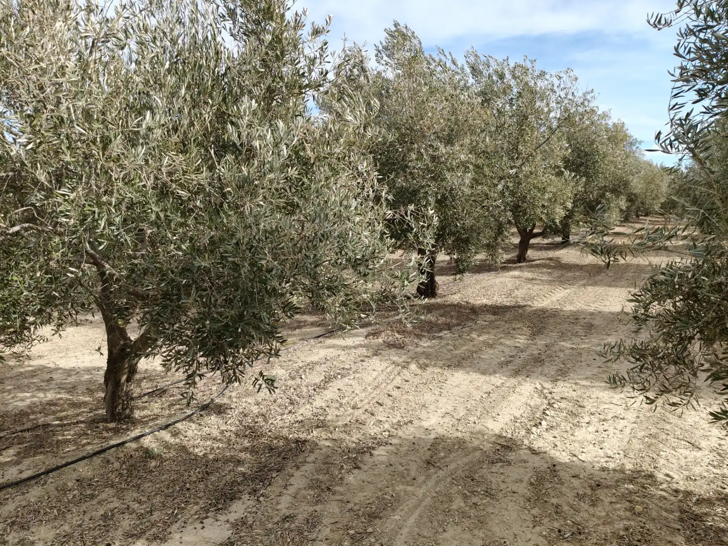 Terreno rustico in vendita a Caniles, imagen 2