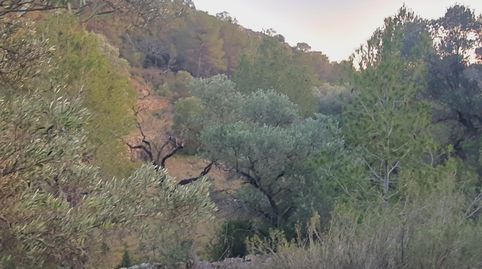 Suelo agrícola en venta en El Pinell de Brai