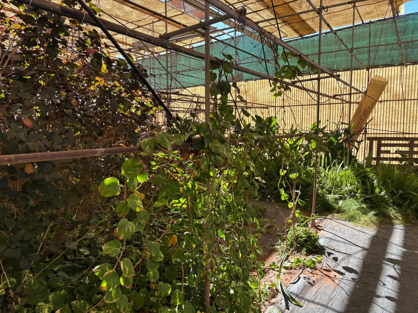 Jardí de Finca rústica en venda en Agüimes amb Jardí privat i Terrassa