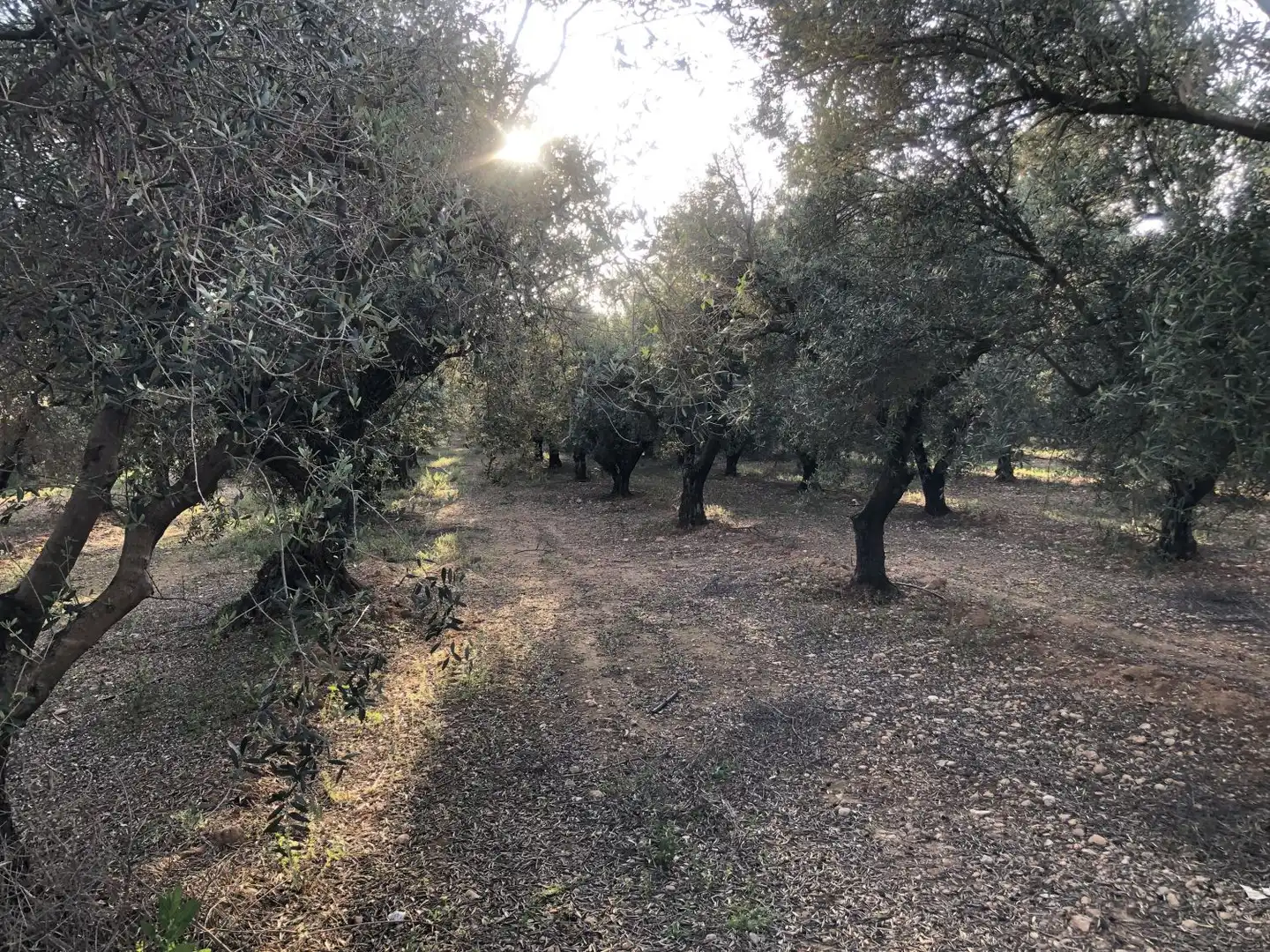 Terrenos y solares en venta en Hellín, imagen 3