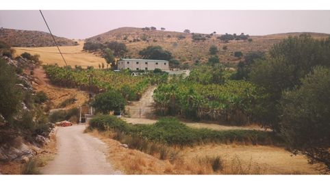 Parcela con 6.000 palmeras, 1,9 Ha. Nave 300mts, immagine 2