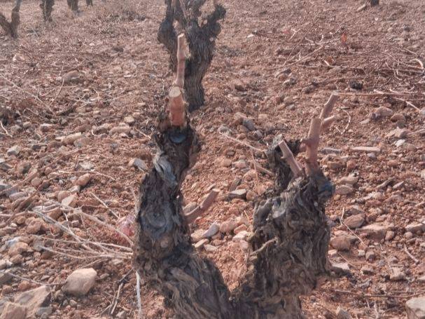 Terreno en Venta en Calle Tejero, 1 en Aguarón