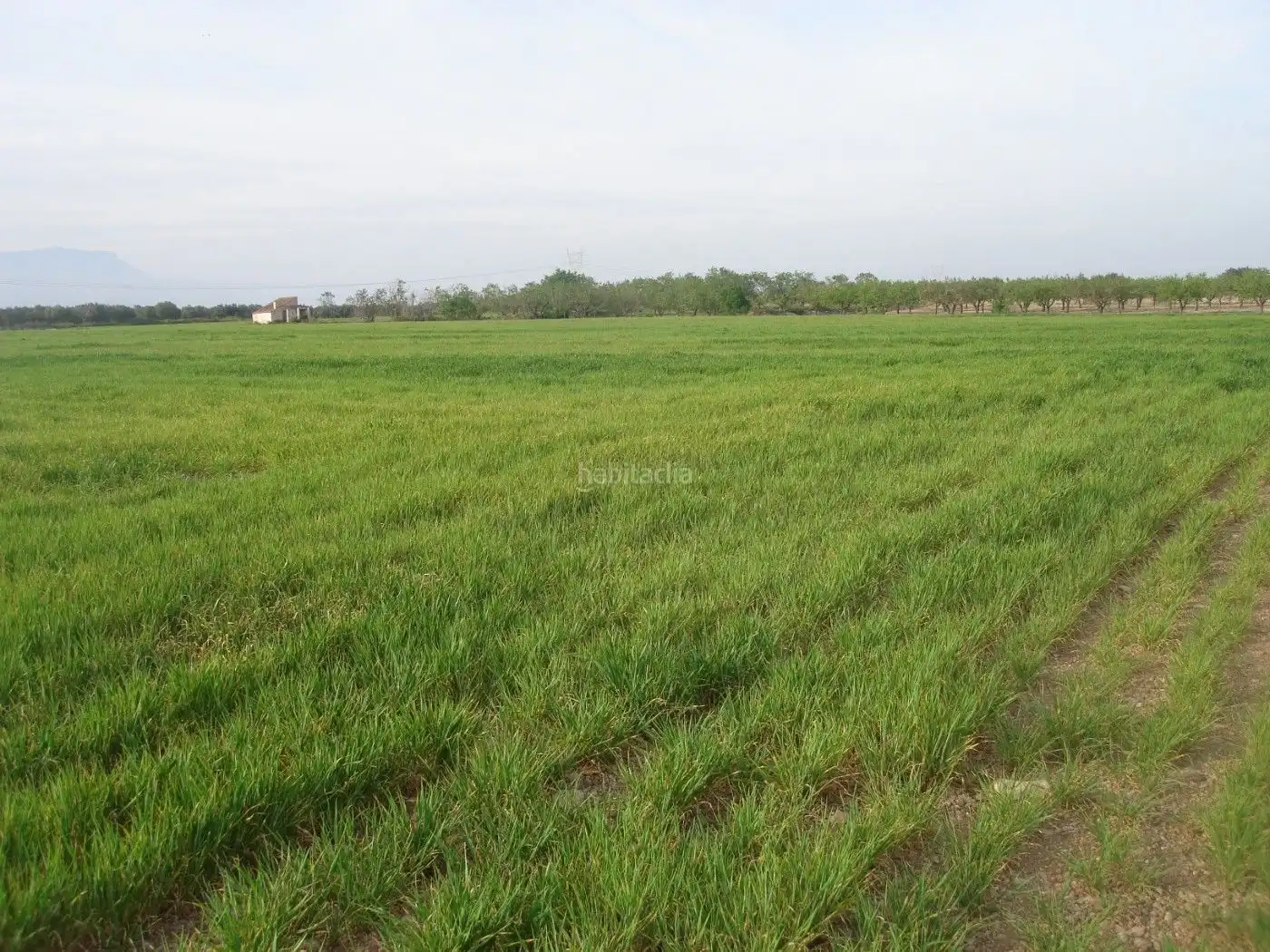 Rural land for sale in Godall, imagen 6