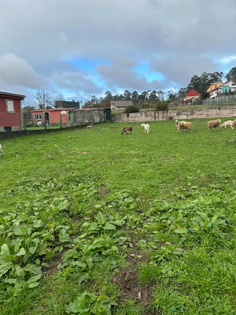 Terreni e lotti in vendita a Camiño do Sanguiñal, imagen 2