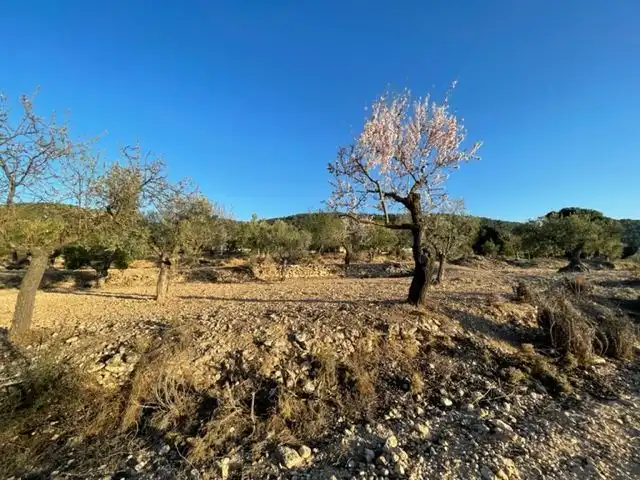 Rural land for sale in Biar, imagen 11