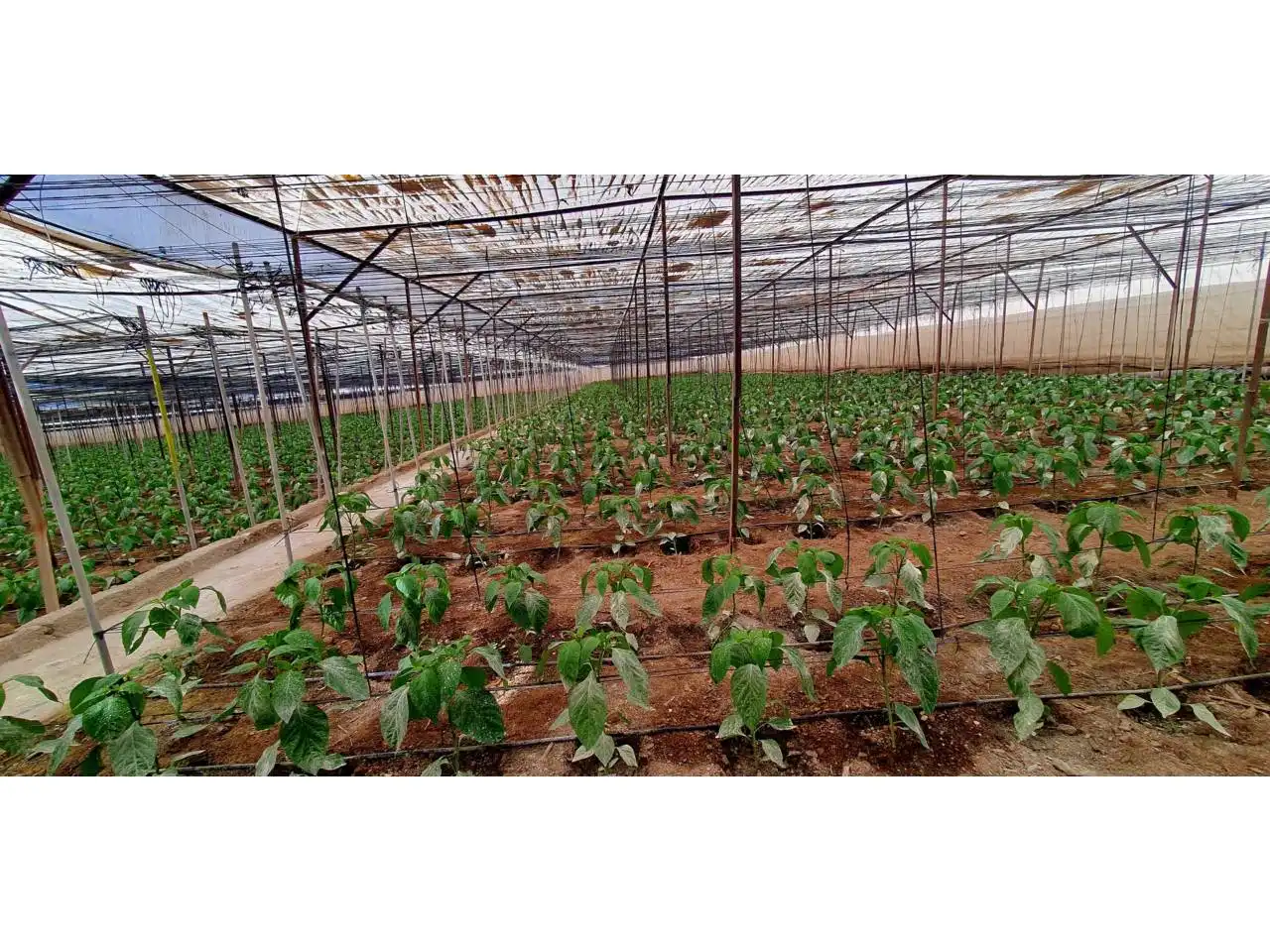 Jardín de Finca rústica en venta en Aguadulce