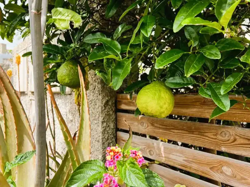 Jardí de Casa adosada en venda en Agaete amb Piscina i Balcó
