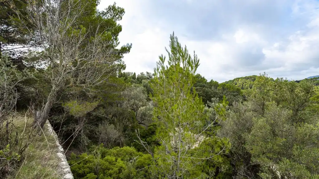 Rural land for sale in Puigpunyent, imagen 15