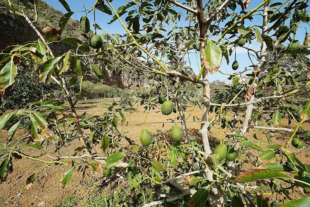 Finca rústica en venta en Camino DEHESA, 10, Santa María de Guía de Gran Canaria