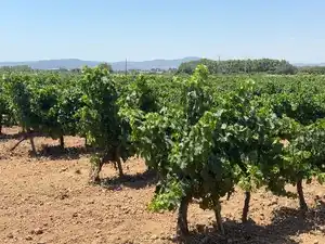 Terreno en venta en Banyeres del Penedès
