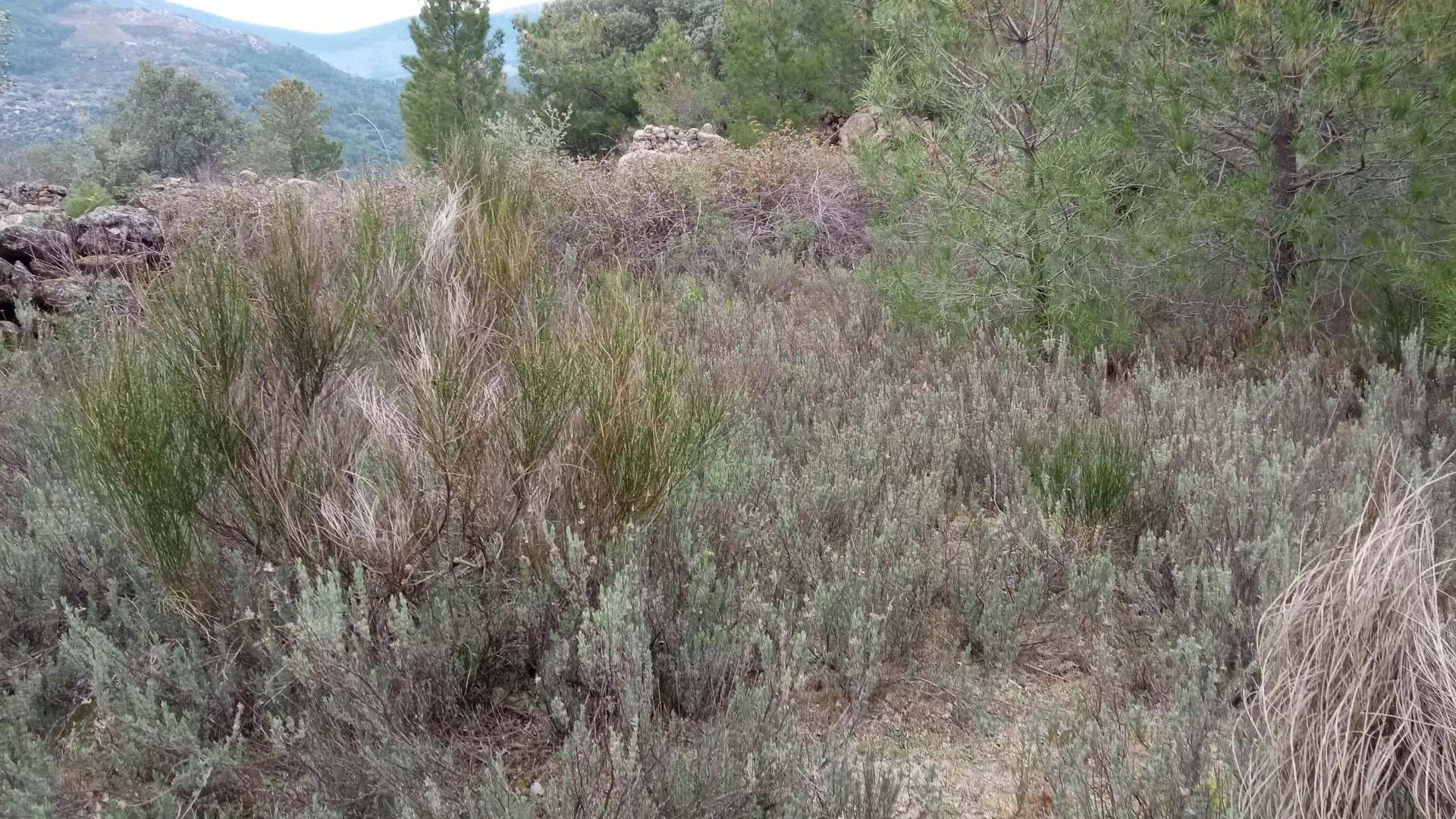 Terreny rústic en venda a Sotillo de la Adrada, imagen 3
