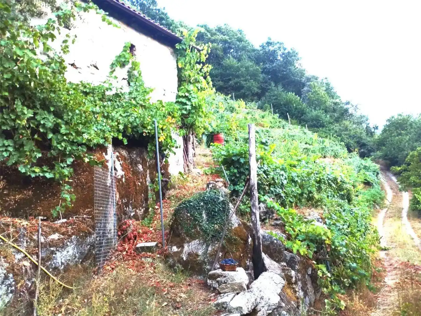 Terreno en venta en O Saviñao 