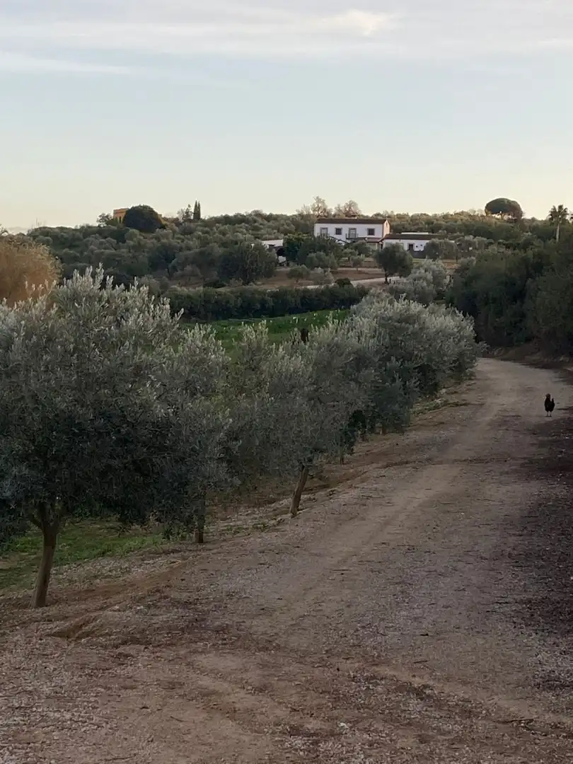 Finca rústica en venda en Arcos de la Frontera amb Calefacció, Terrassa i Traster