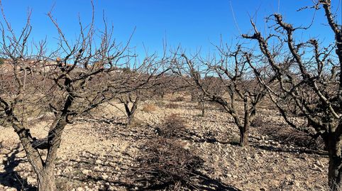 Se venden 6 fanegas de tierra de riego en plena producción de albaricoqueros y ciruelas, 12.000m2 a 5 minutos de Cehegin en plena