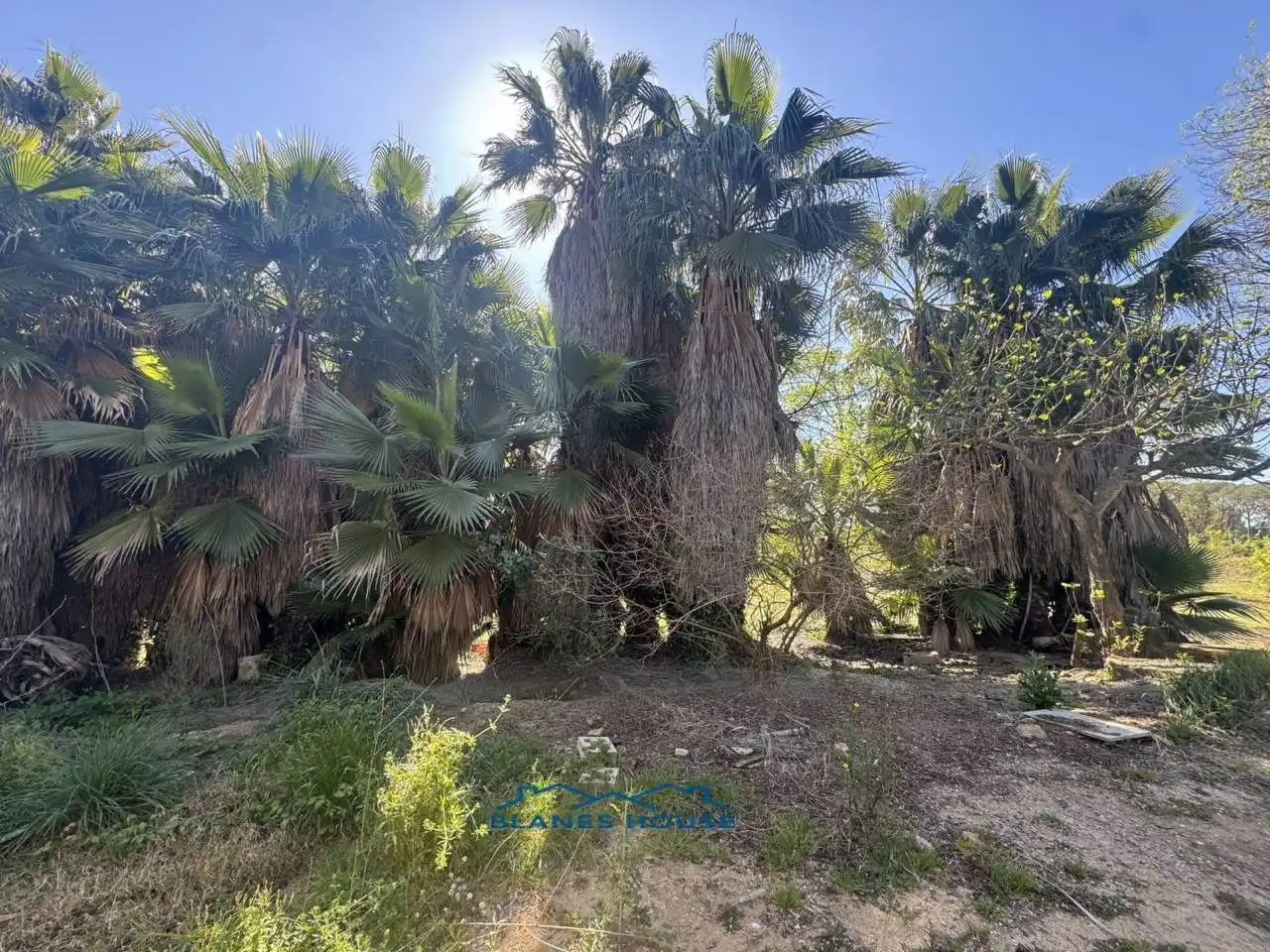 Terreno rustico in vendita a Calle Bosch Rabasa 1, imagen 11