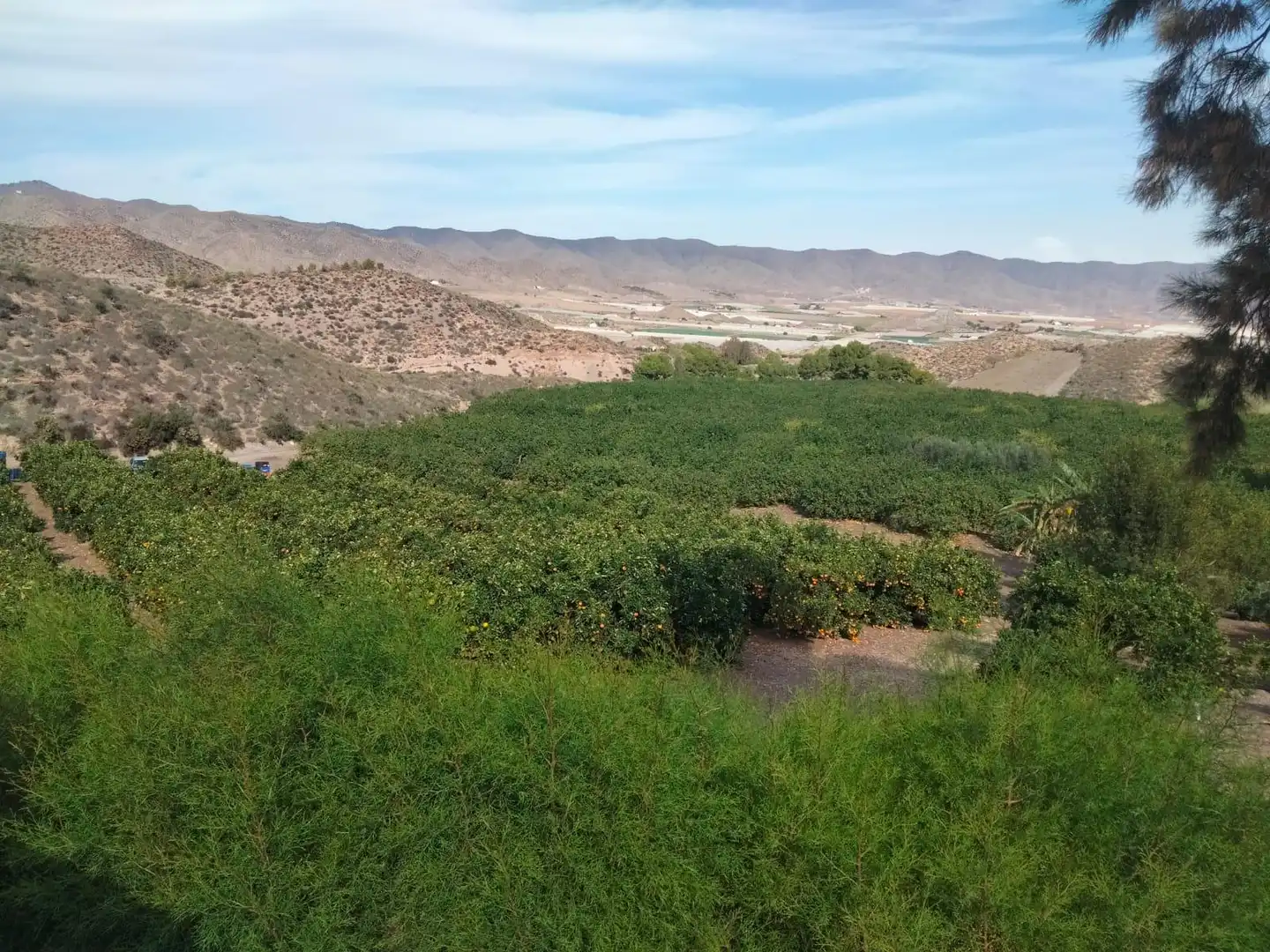 Terreny rústic en venda a Calabardina, imagen 16