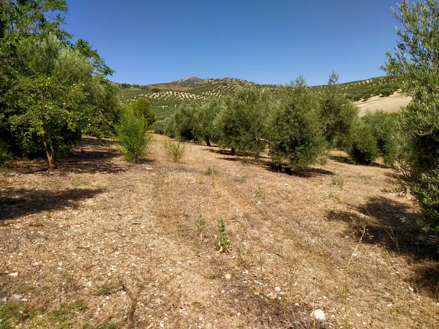 Rural land for sale in Calle Medina del Campo, imagen 18