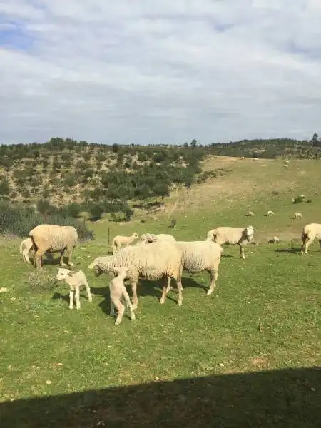 Casa rústica en venda a Valverde del Camino, imagen 2
